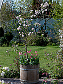 Malus 'Raika' (Apfelbaum) unterpflanzt mit Tulipa (Tulpen) in großem Kübel
