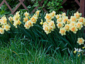 Narcissus 'Tahiti' (Narzissen) Gelb-Orange gefüllte Blüten