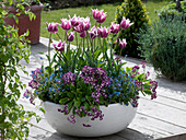 Tulipa 'Ballade' (Lilienblütige Tulpen), Primula auricula (Garten - Aurikel)