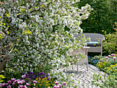 Malus 'Evereste' (Zierapfel), Tulipa 'Ballade' (Tulpen), Erysimum (Goldlack