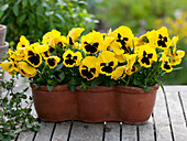 Viola Wittrockiana 'Yellow with Blotch' (Pansy)