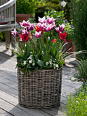 Basket planted with Tulipa 'Ballade', 'Red Shine' (lily-flowered tulips)