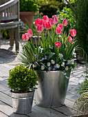 Tulipa 'Christmas Dream' (tulips), Viola 'Etain' (pansies), Acorus