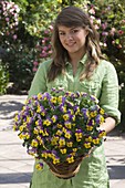 Young woman with Viola cornuta 'Microla Purple & Yellow' (horned violet) in basket