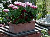 Tulipa 'Gerbrandt Kieft' (Stuffed Tulips), Viola wittrockiana