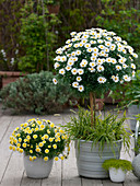 Argyranthemum 'Stella 2000' 'Sole Mio' (Margeriten), Busch und Stamm