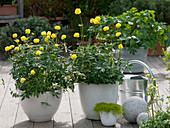 Trollius europaeus (troll flowers) in white pots