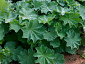 Alchemilla mollis (Lady's mantle)