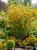 Kerria japonica 'Pleniflora' (ranunculus shrub) in a border