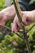 Side shoots of Malus (apple) that are too steep are pruned with a branch spreader.