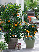 Citrus sinensis (Orangenbaum), Citrus limon 'Meyer' (Zitronenbaum)