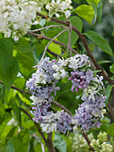 Small wreath of Syringa (lilac) and Rosmarinus (rosemary)