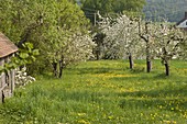 Orchard meadow in spring