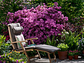 Rhododendron obtusum 'Kermesina' (Japanische Azalee)