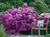 Rhododendron obtusum 'Kermesina' (Japanese azalea)