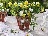 Viola cornuta (horned violet), Bellis (daisy) as Easter nest