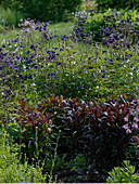 Naturgarten mit Penstemon 'Husker's Red' (Bartfaden), Aquilegia caerulea