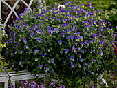 Viola cornuta (perennial horned violet)