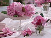 Rhododendron - Tischdeko