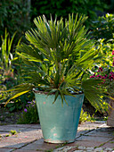 Chamaerops humilis 'Vulcano' (Dwarf Palm)