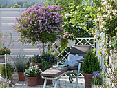 Syringa meyeri 'Palibin' (dwarf lilac) underplanted with Viola cornuta