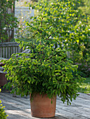Picea abies (Rotfichte) Frühjahrsaustrieb