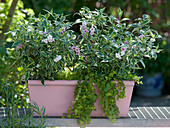 Kasten mit Weigelia florida 'Variegata' (Weigelie), Lysimachia nummularia