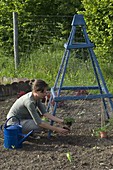 Woman plants sweet peas on self-made rank pyramid