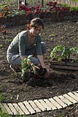 Woman plants tomatoes in the vegetable garden