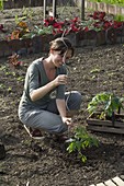 Woman plants tomatoes in the vegetable garden and supports them with a spiral stick