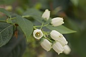 Vaccinium corymbosum 'Legacy' (Heidelbeere), Blüten