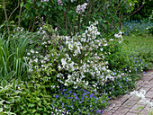 Deutzia kalmiiflora, Viola cornuta, Spartina