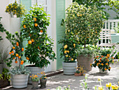 Citrus sinensis (Orange), Citrus myrtifolia (Bitter Mandarine), Helichrysum