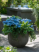 Hydrangea 'Blue Wave' (Tellerhortensie), Hosta fortunei 'Francee' (Funkien)