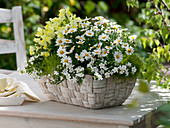 Weißer Flechtkorb mit Argyranthemum 'Honey Star' (Margerite)
