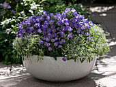 Bowl with Campanula medium Poem 'Blue', Euphorbia