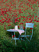 Blue chair and table by a field of poppies
