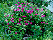 Rosa gallica officinalis (Apothekerrose), historisch, einmalblühend, duftend