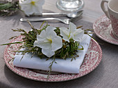 White petunias as table decoration