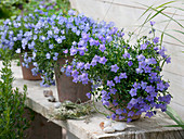 Campanula portenschlagiana (Cushion bellflower)