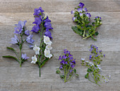 Flower tableau with bellflowers