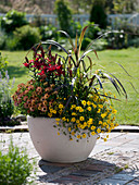 White tub with Osteospermum Springstar 'Terracotta' (Cape Basket)