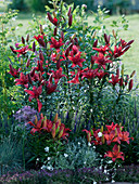 Lilium asiaticum 'Monte Negro' 'Matrix' (Lilies), Veronica (Speedwell)