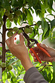 Fruchtausdünnung an Prunus persica (Pfirsich)