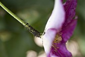 Aphids on flower of clematis (Clematis)