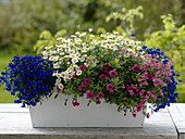 White box with Argyranthemum (daisies), Lobelia (male trefoil)