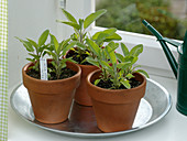 Sowing herbs on the windowsill (5/5)