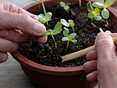 Pikieren von Zinnia (Zinnien - Sämlingen)