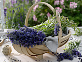 Freshly harvested Lavandula (lavender) in wooden basket