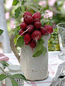 Raphanus sativus (radish) as an edible table decoration